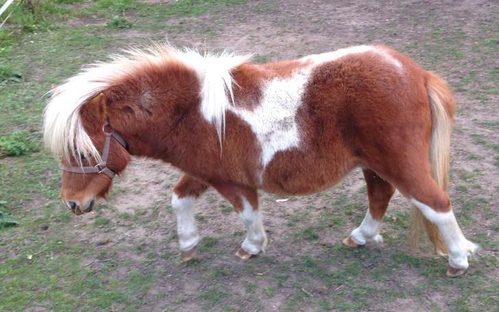 Miniature x Falabella Piebald For Sale